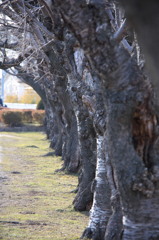 裸の桜並木