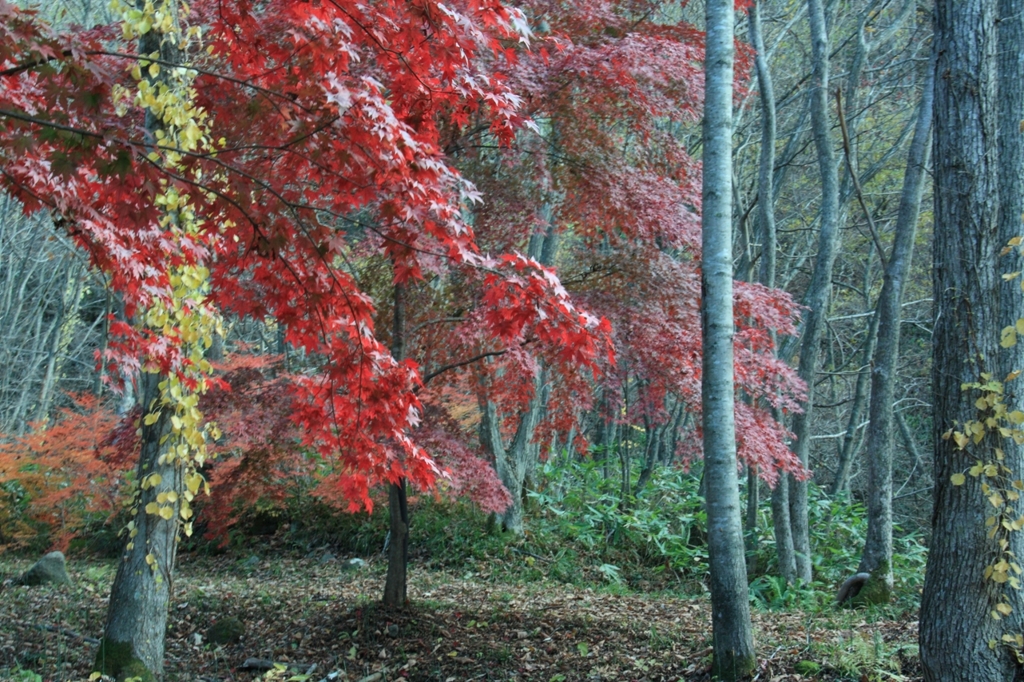 残り紅葉