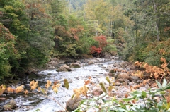 千歳川の紅葉