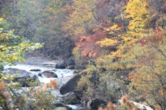 千歳川の紅葉