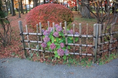 季節外れの紫陽花