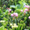 お花たち