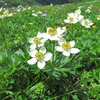 お花畑１