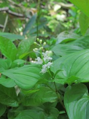 白い可憐な花