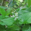 白い可憐な花
