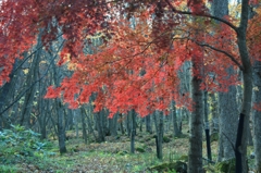 森の中の紅葉