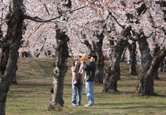 桜の下で