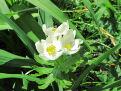 花弁が黄色い花