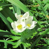 花弁が黄色い花