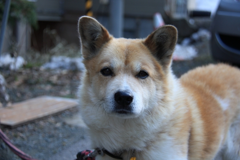 20看板犬じゅん