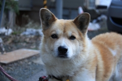 20看板犬じゅん