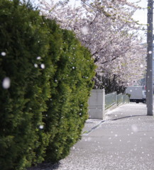 桜吹雪