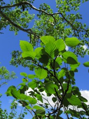 青空と緑