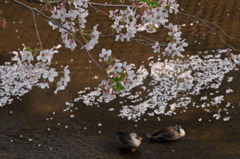 最高の花見席