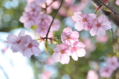 靖国神社の桜