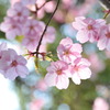 靖国神社の桜