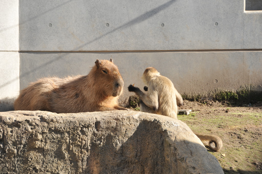 サルとカピバラのツーショット