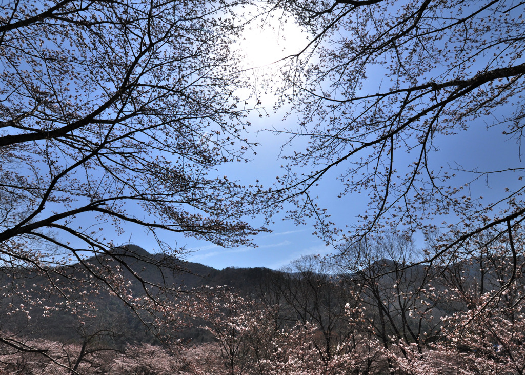 とあるダムの桜