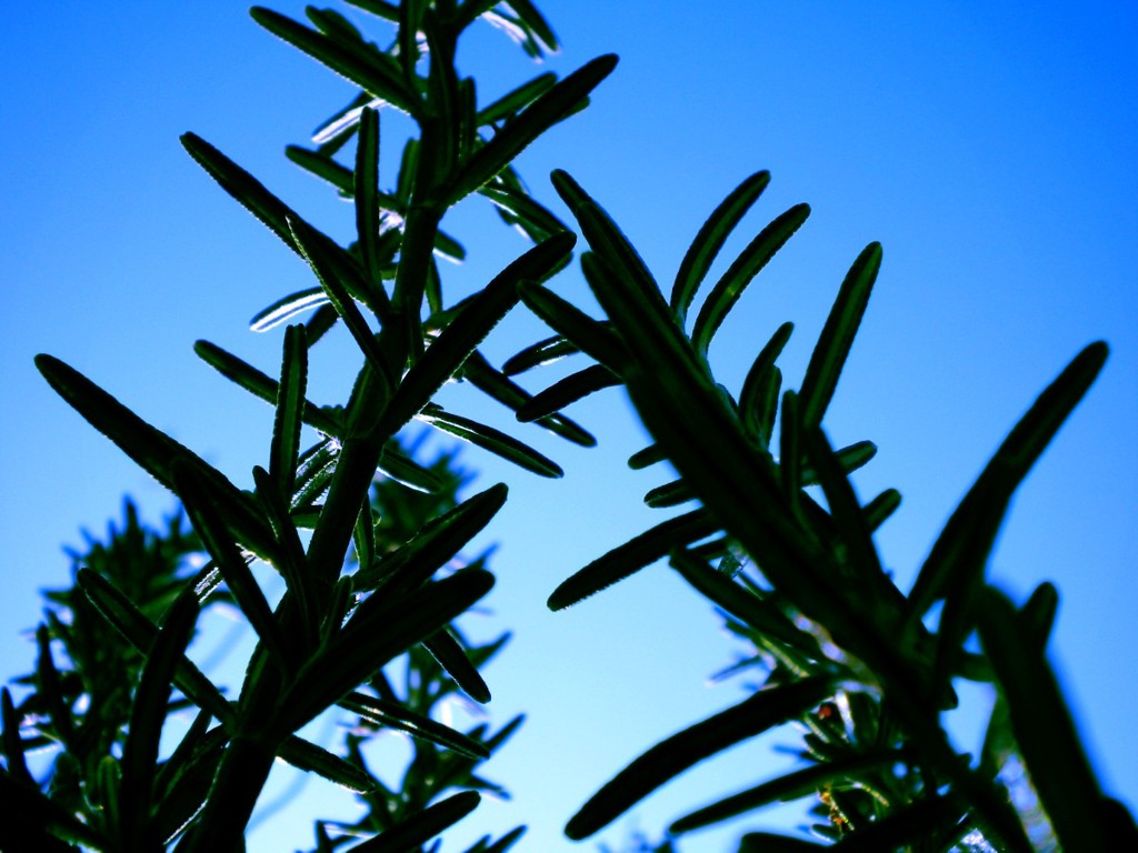 DSCN0318