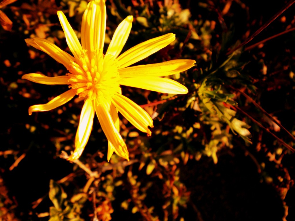 DSCN0354