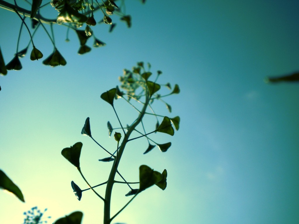 DSCN0333
