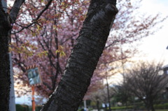 桜木