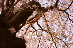 夕桜下