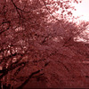 街灯隣桜