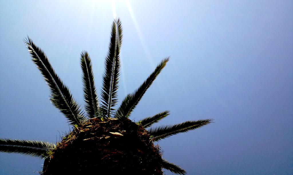 椰子のの大木が天を仰ぐ