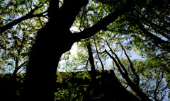 大阪城は大木が似合う。