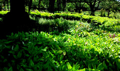 大阪の大川沿いの公園で見つけた