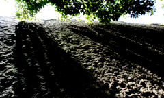 大阪城の城壁を仰ぐ