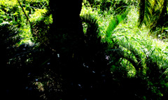 大阪の大川沿いの公園で見つけた大木の蘇鉄