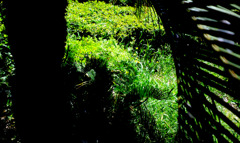 大阪の大川沿いの公園で見つけた大木の蘇鉄