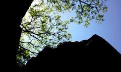 大阪城は大木が似合う。