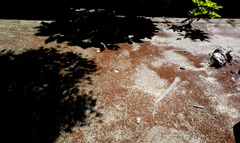 強烈な初夏の影