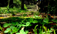 大阪城は木々の大きさと新緑のすがすがしさ。