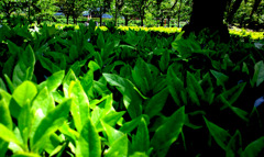 大阪市、大川沿岸の公園で拾った光造形