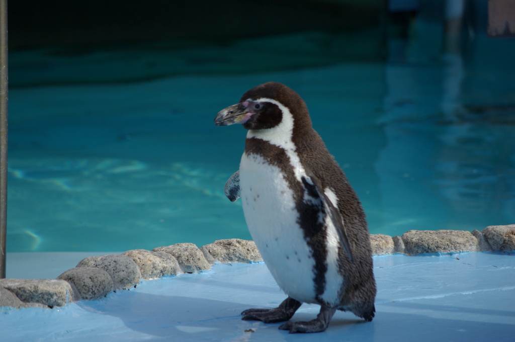 ペンギン