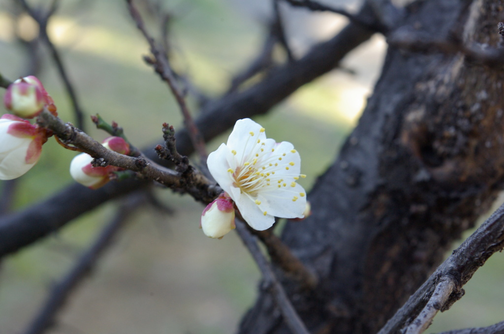 梅の花②