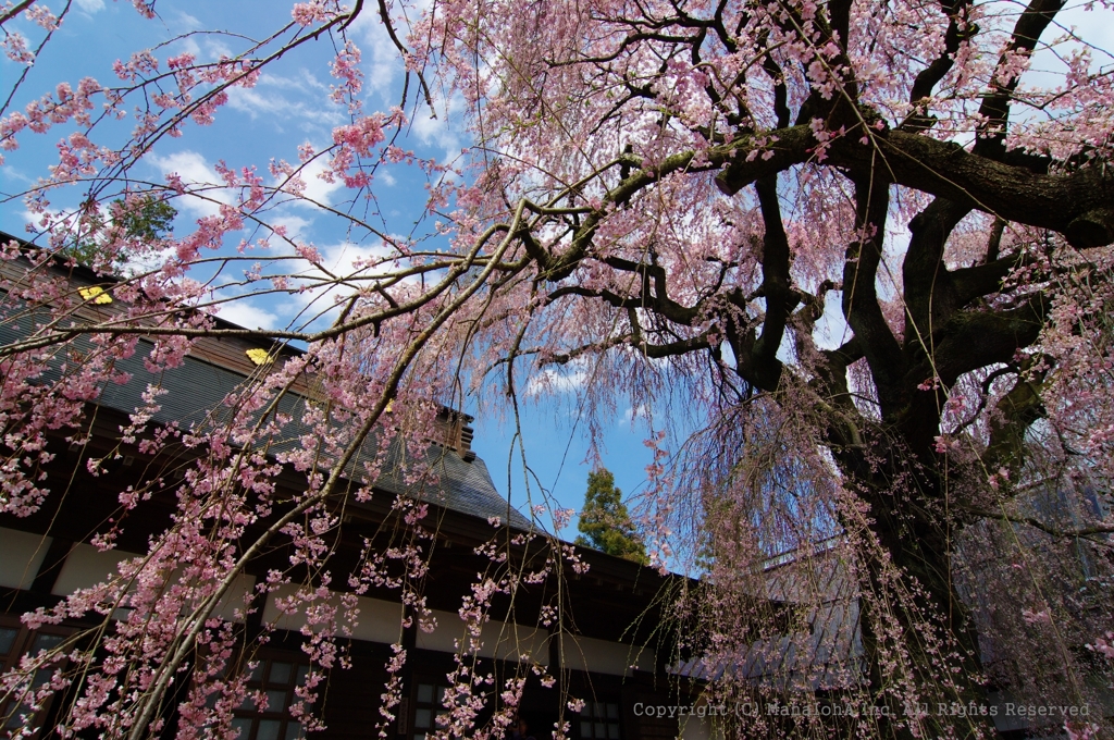 慈雲寺桜２０１０