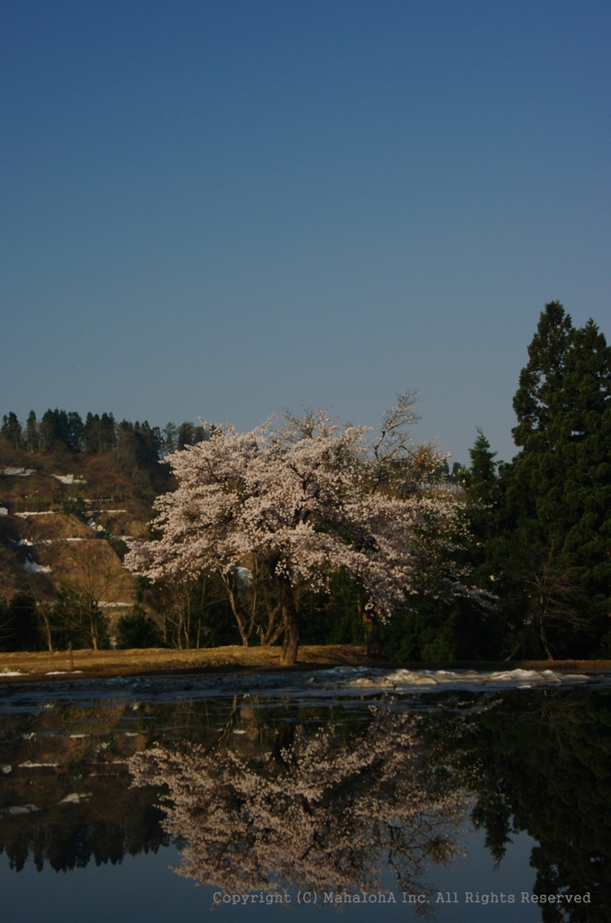 山古志とある桜
