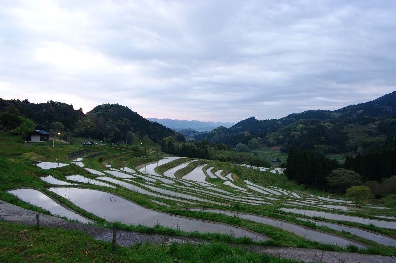 曇りの棚田