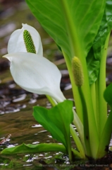 水芭蕉