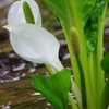 水芭蕉