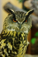 owl