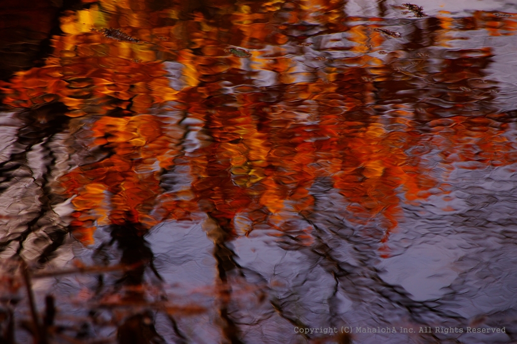 the surface of the water