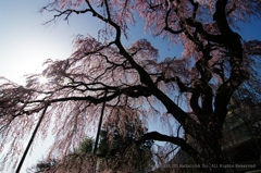 慈雲寺２０１０