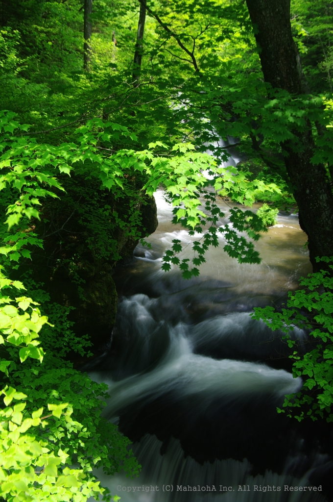 新緑の滝