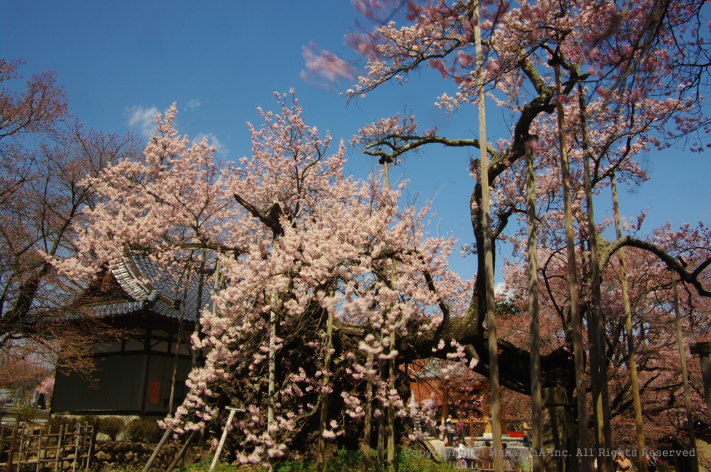 上高神代桜２０１０
